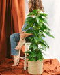 Livraison plante Epipremnum Pothos