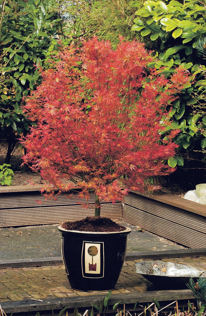 Livraison plante Erable du japon - Acer 'Wilson's Pink Dwarf' - ↨40cm - Ø19cm - extérieur