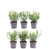 Livraison plante Euonymus fortunei 'Emerald Gold' - Lot de 6