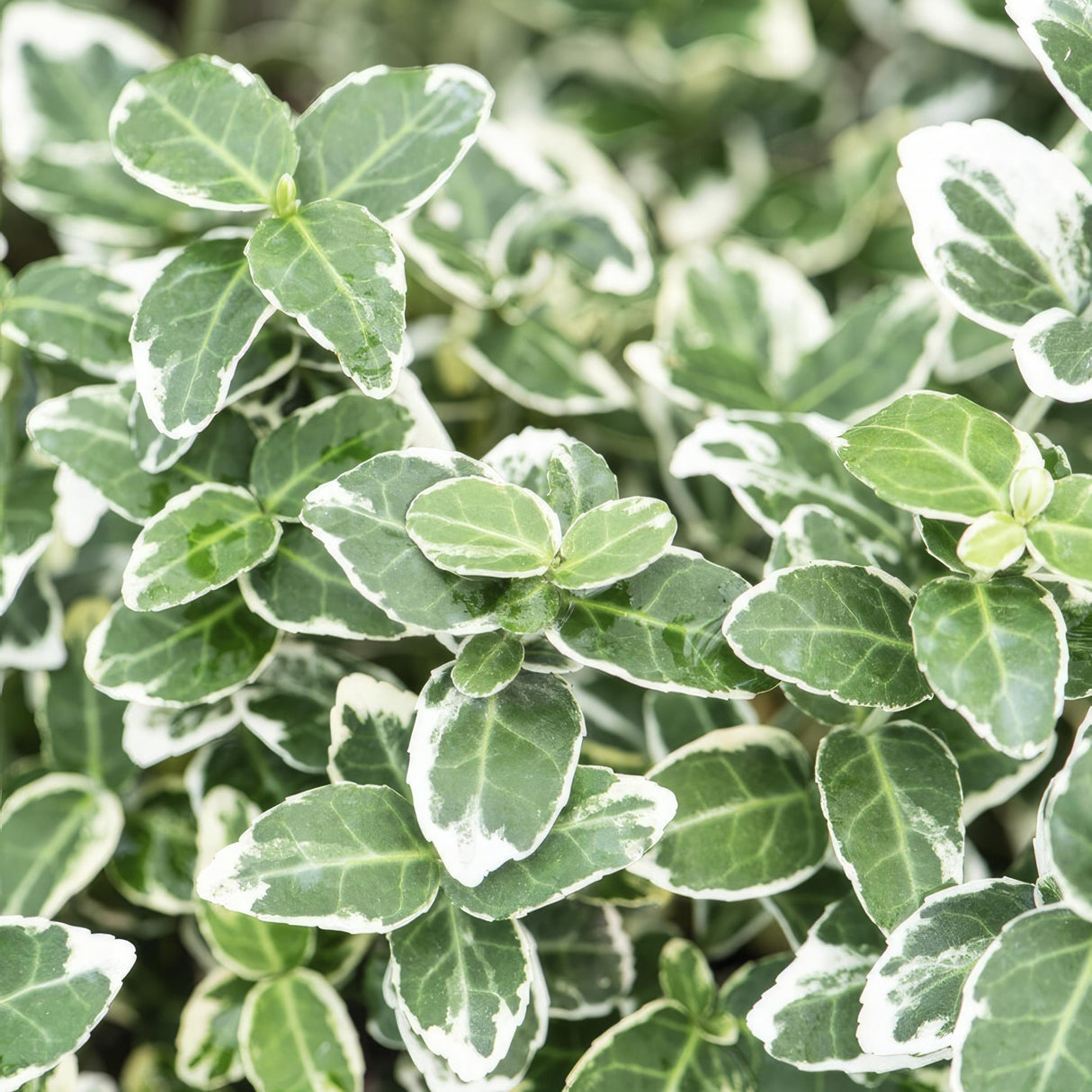 Livraison plante Euonymus fortunei 'Emerald 'n Gaiety'