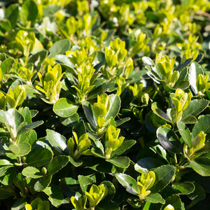 Livraison plante Euonymus japonica Green Spire – Lot de 8 – Hauteur 20 - 25 cm
