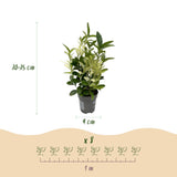 Livraison plante Euonymus japonica Paloma Blanca – Lot de 8 – Pot 9 cm
