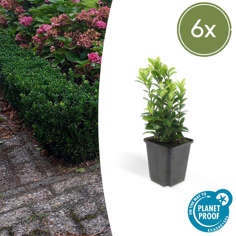 Livraison plante Euonymus japonicus Green Spire