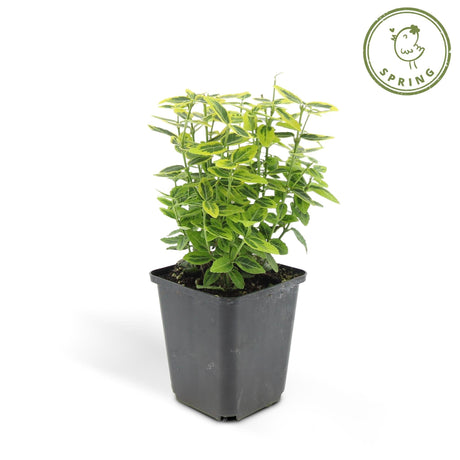 Livraison plante Euoynmus 'Emerald n Gold’ - Lot de 6