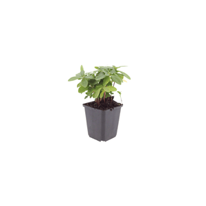 Livraison plante Euphorbe amygdal