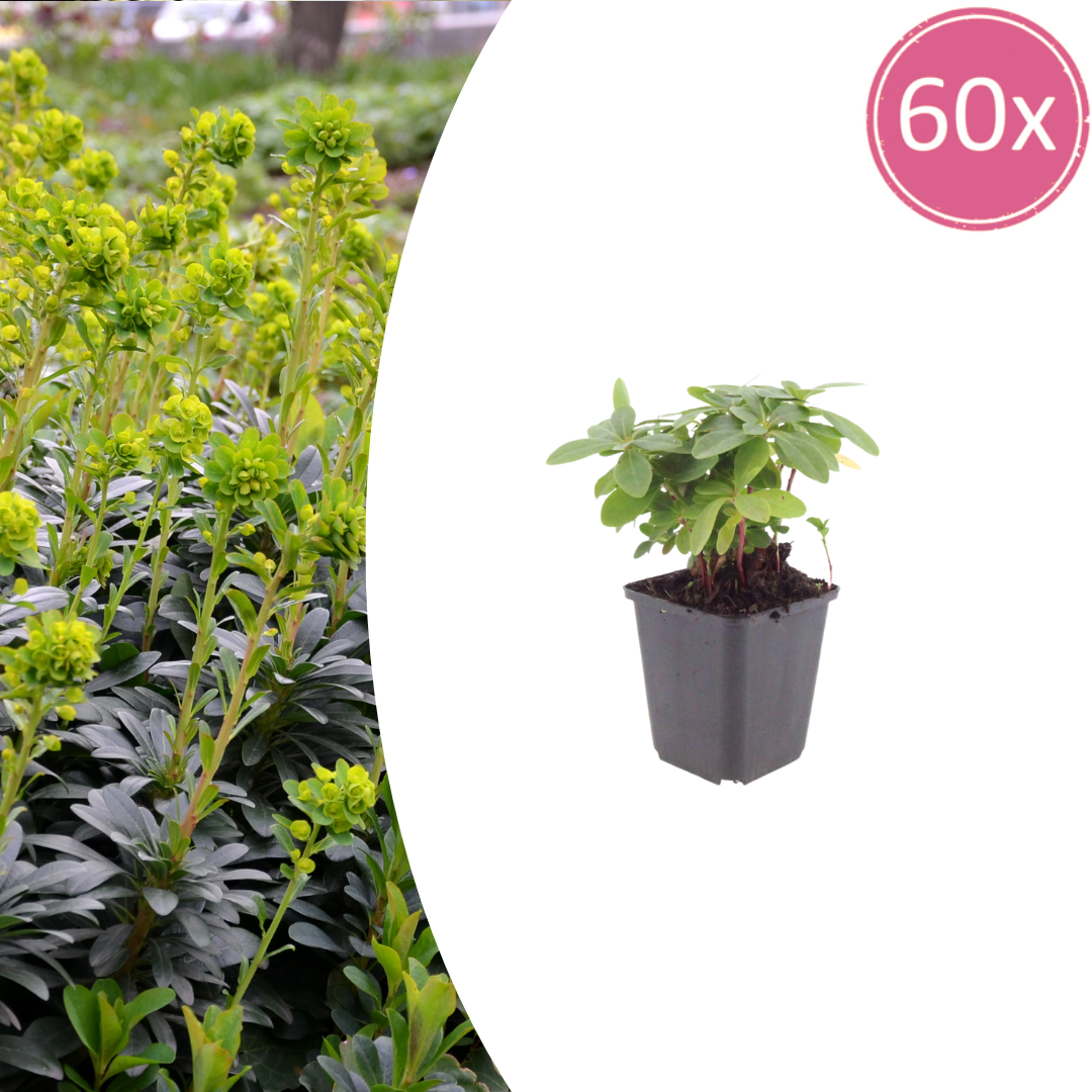 Livraison plante Euphorbe amygdal