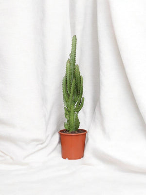 Euphorbia Trigona