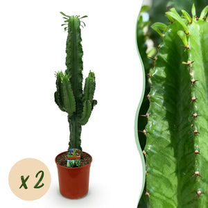 Livraison plante Euphorbia eritrea