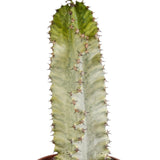 Livraison plante Euphorbia marmorata h40cm - cactus d'intérieur