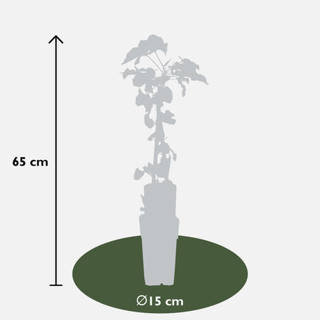 Livraison plante Fallopia baldschuanica