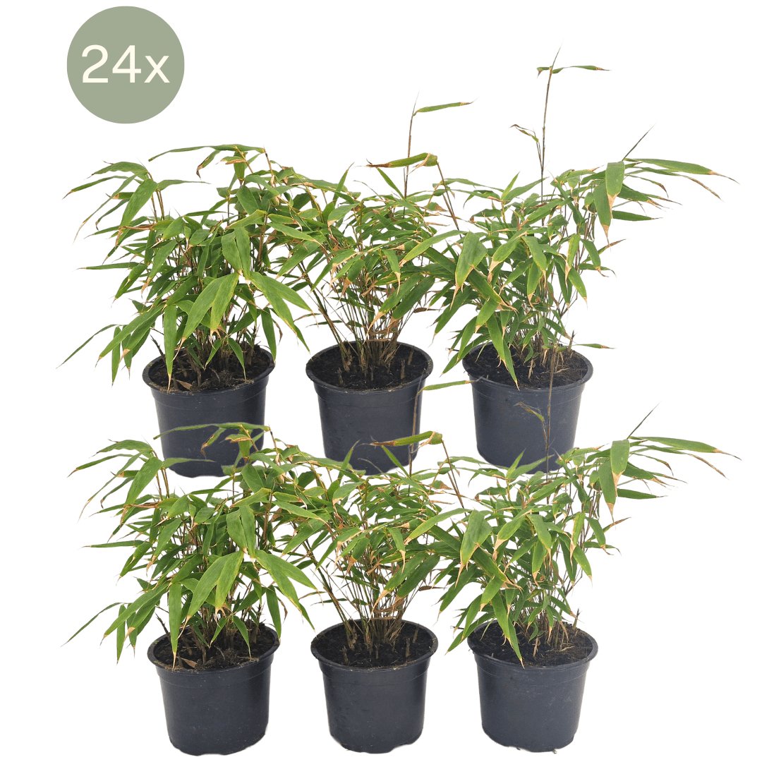 Fargesia Rufa - Set of 24 Compact Bamboos for Garden and Balcony