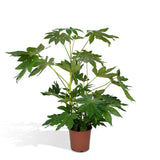 Livraison plante Fatsia japonica vert h85cm