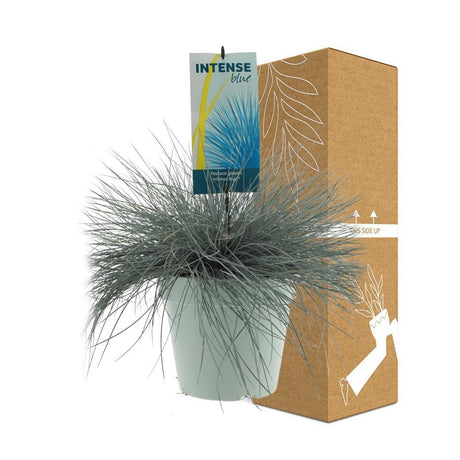 Livraison plante Festuca Glauca Intense Blue