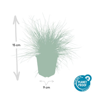 Livraison plante Fétuque bleue 'Elijah Blue'