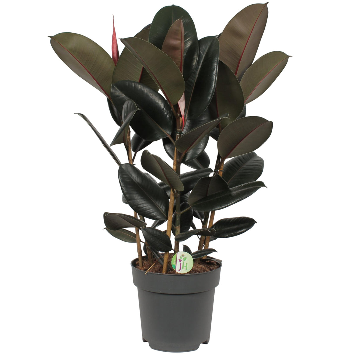 Livraison plante Ficus 'Abidjan'