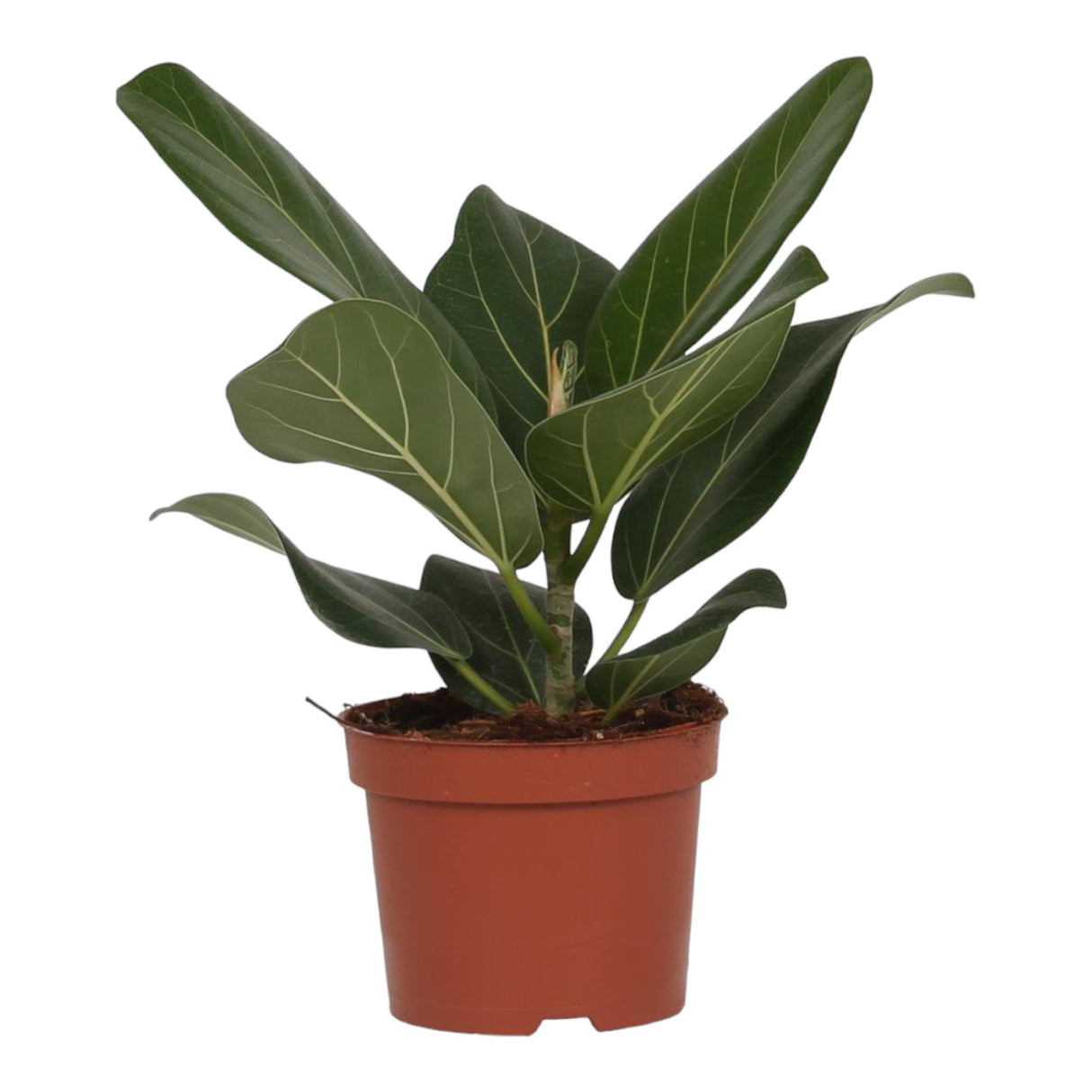 Livraison plante Ficus Bengalensis