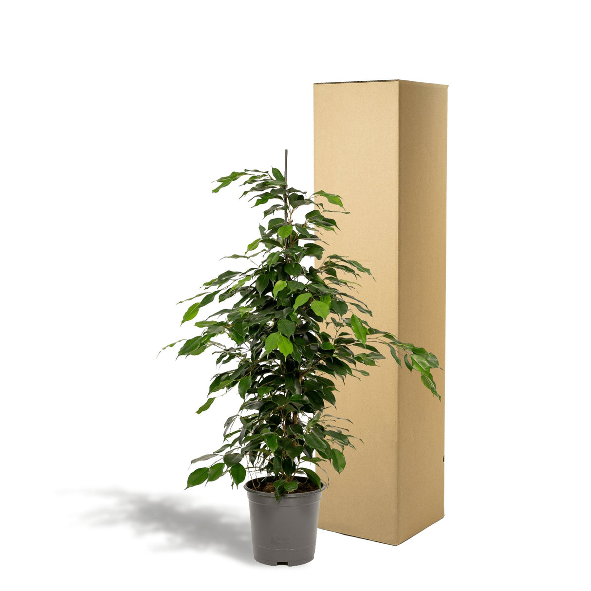 Livraison plante Ficus benjamina h95cm