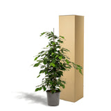 Livraison plante Ficus benjamina h95cm