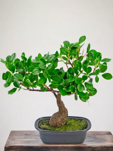 Livraison plante Ficus - bonsai artificiel