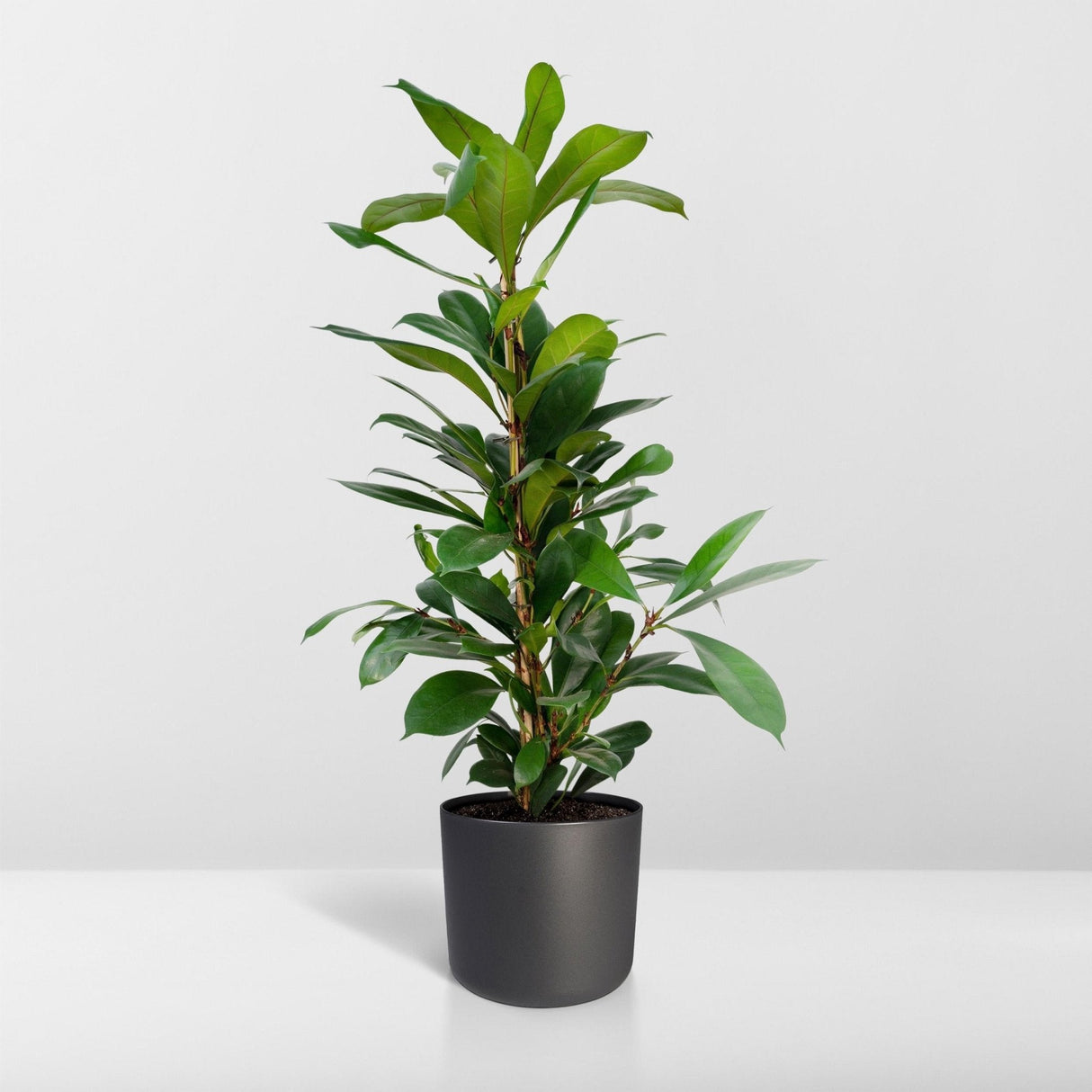 Livraison plante Ficus Cyathistipula h30cm