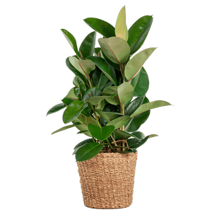 Livraison plante Ficus Elastica Robusta et son pot