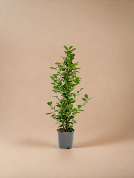 Livraison plante Ficus - Le Moclame