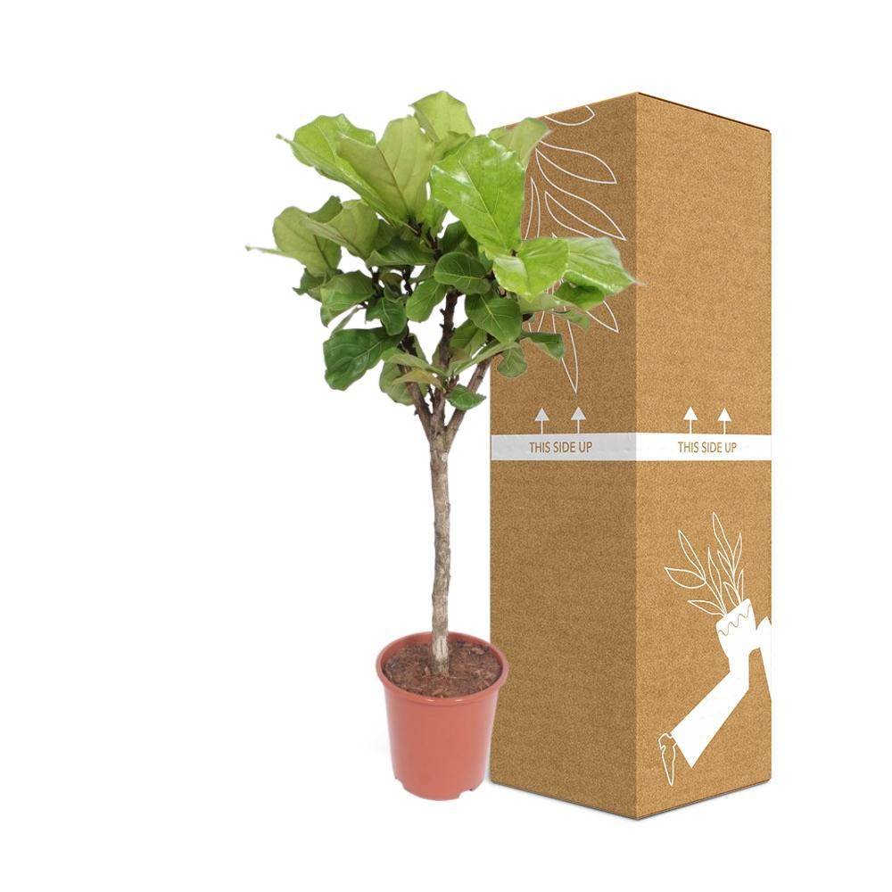 Livraison plante Ficus Lyrata