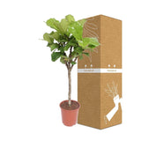 Livraison plante Ficus Lyrata