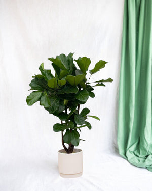 Fiddle Leaf Fig