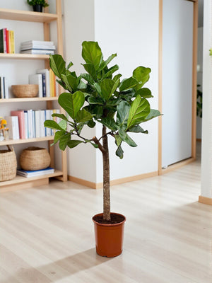 Ficus Lyrata boom - 160 cm - ø30