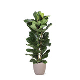 Livraison plante Ficus Lyrata et son pot