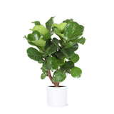 Livraison plante Ficus Lyrata et son pot