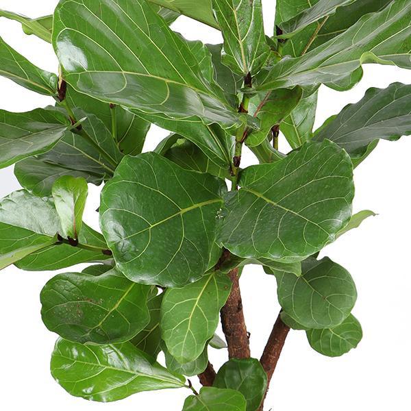 Livraison plante Ficus Lyrata et son pot