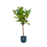 Livraison plante Ficus Lyrata et son pot