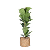 Livraison plante Ficus Lyrata et son pot