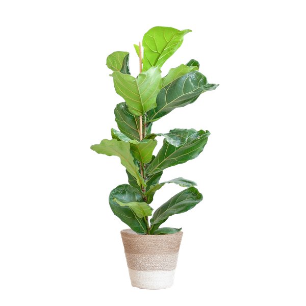 Livraison plante Ficus Lyrata et son pot