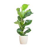 Livraison plante Ficus Lyrata et son pot