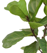 Livraison plante Ficus lyrata - grande plante artificielle