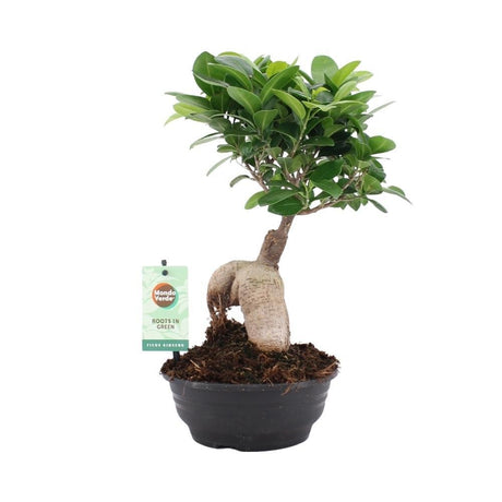 Livraison plante Ficus Microcarpa Ginseng