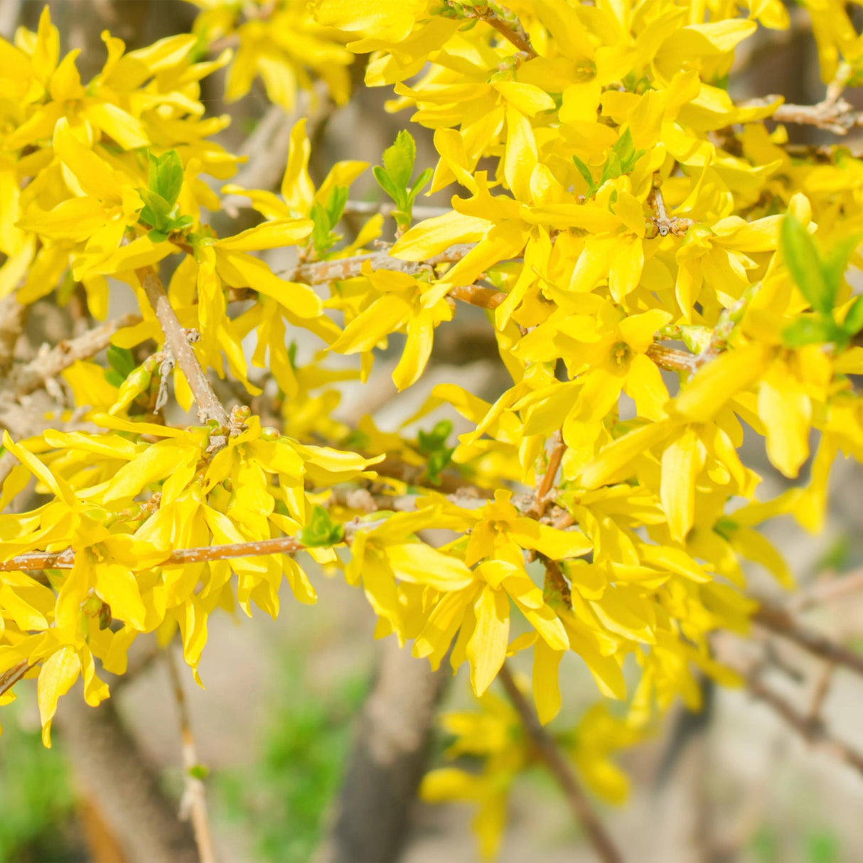 Livraison plante Forsythia intermedia Goldrausch – Pot 17 cm – Hauteur 45 cm
