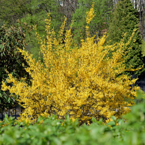 Livraison plante Forsythia intermedia Goldrausch – Pot 17 cm – Hauteur 45 cm