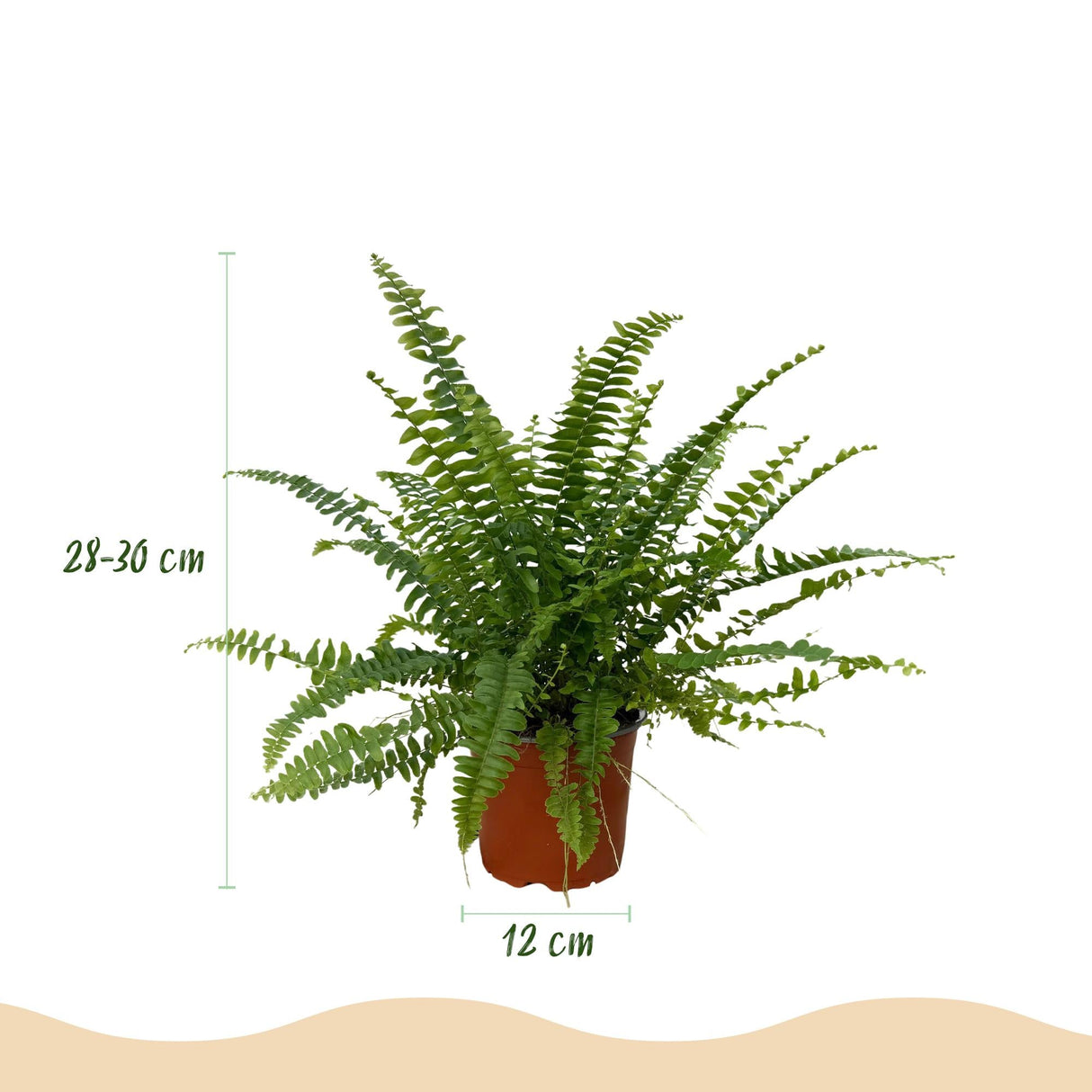 Livraison plante Fougère de Boston