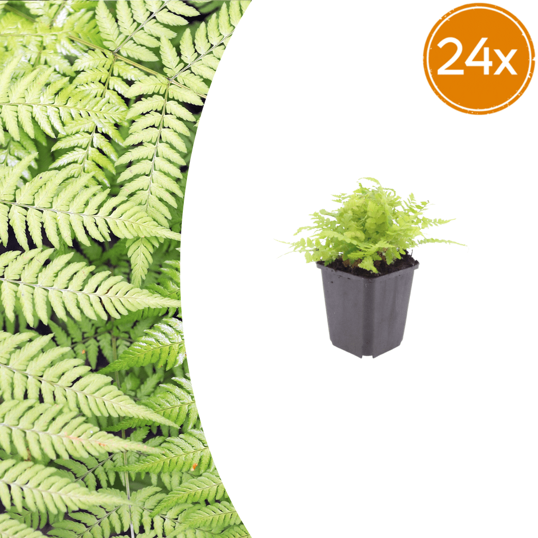 Livraison plante Fougère dryopteris