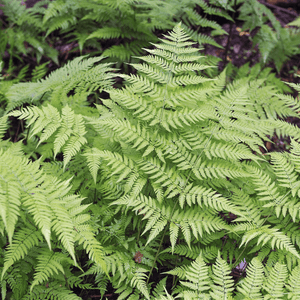 Livraison plante Fougère dryopteris