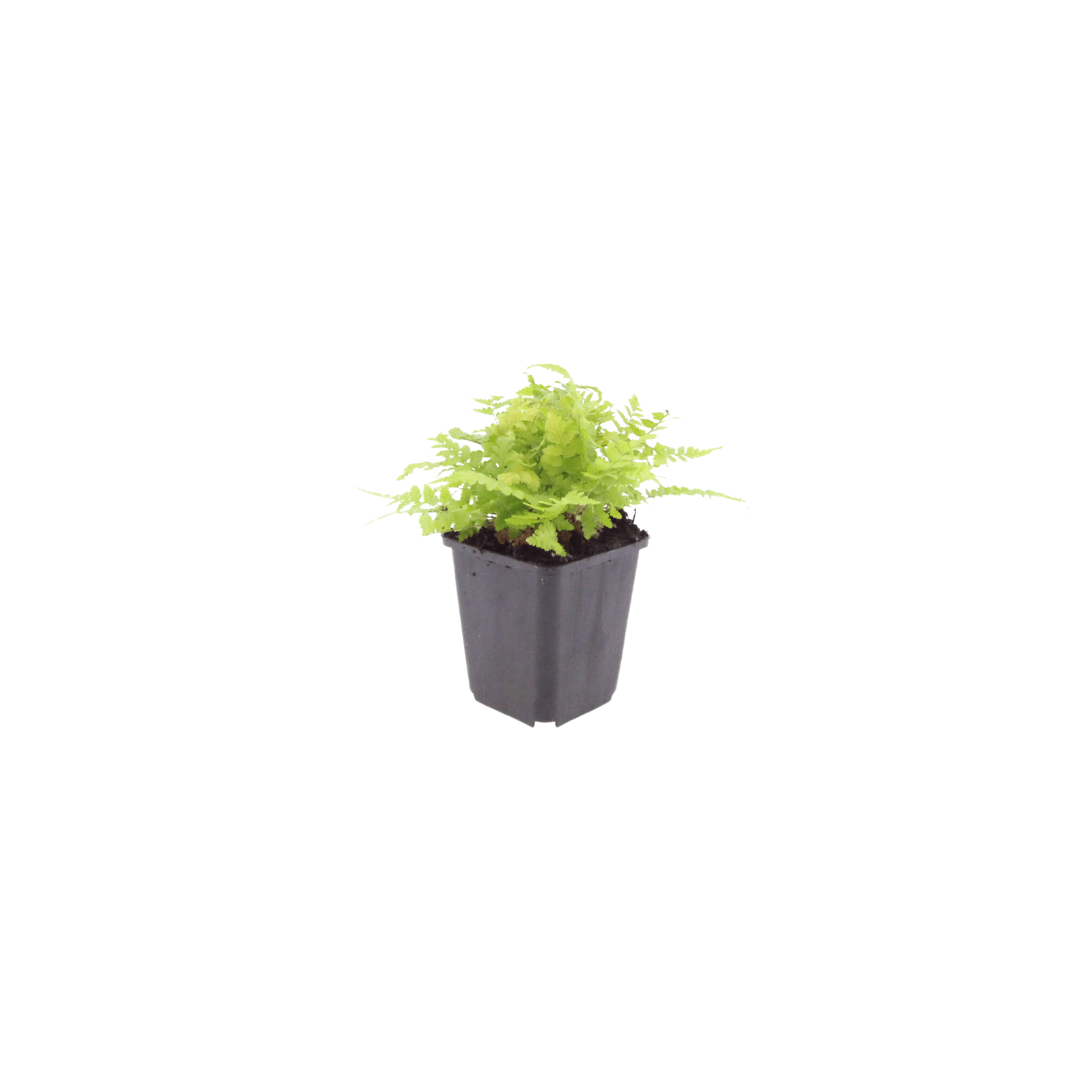 Livraison plante Fougère dryopteris