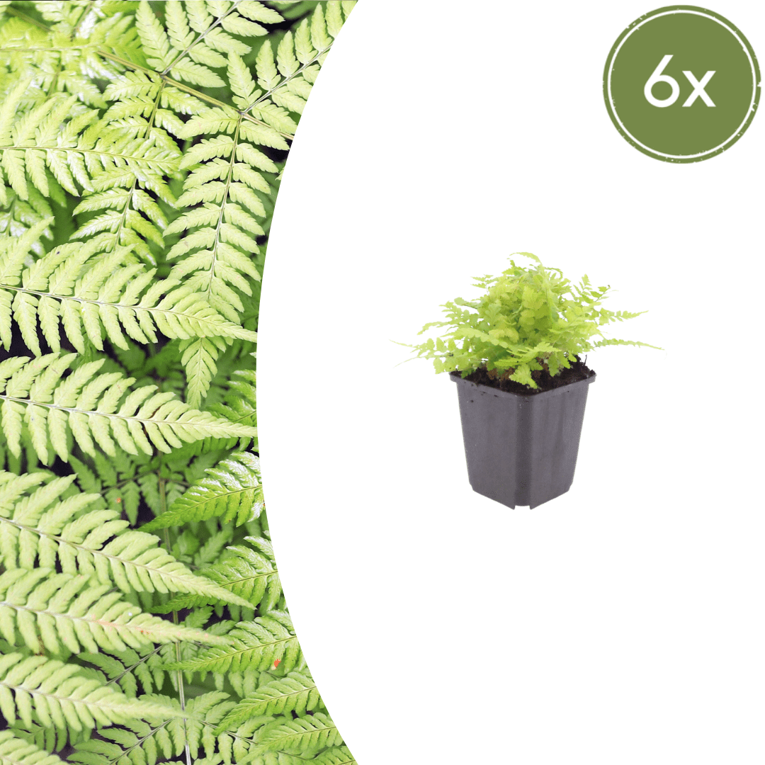 Livraison plante Fougère dryopteris