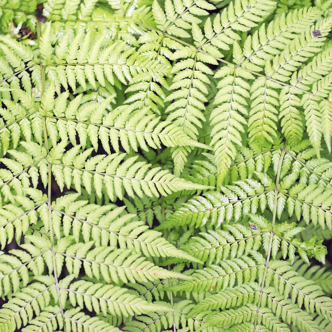 Livraison plante Fougère dryopteris