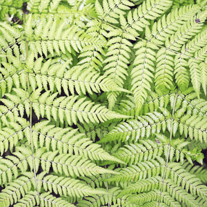 Livraison plante Fougère dryopteris