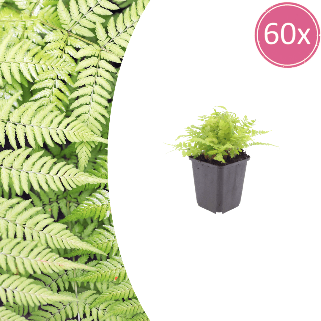 Livraison plante Fougère dryopteris
