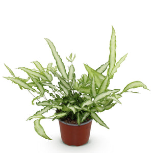 Livraison plante Fougère Pteris